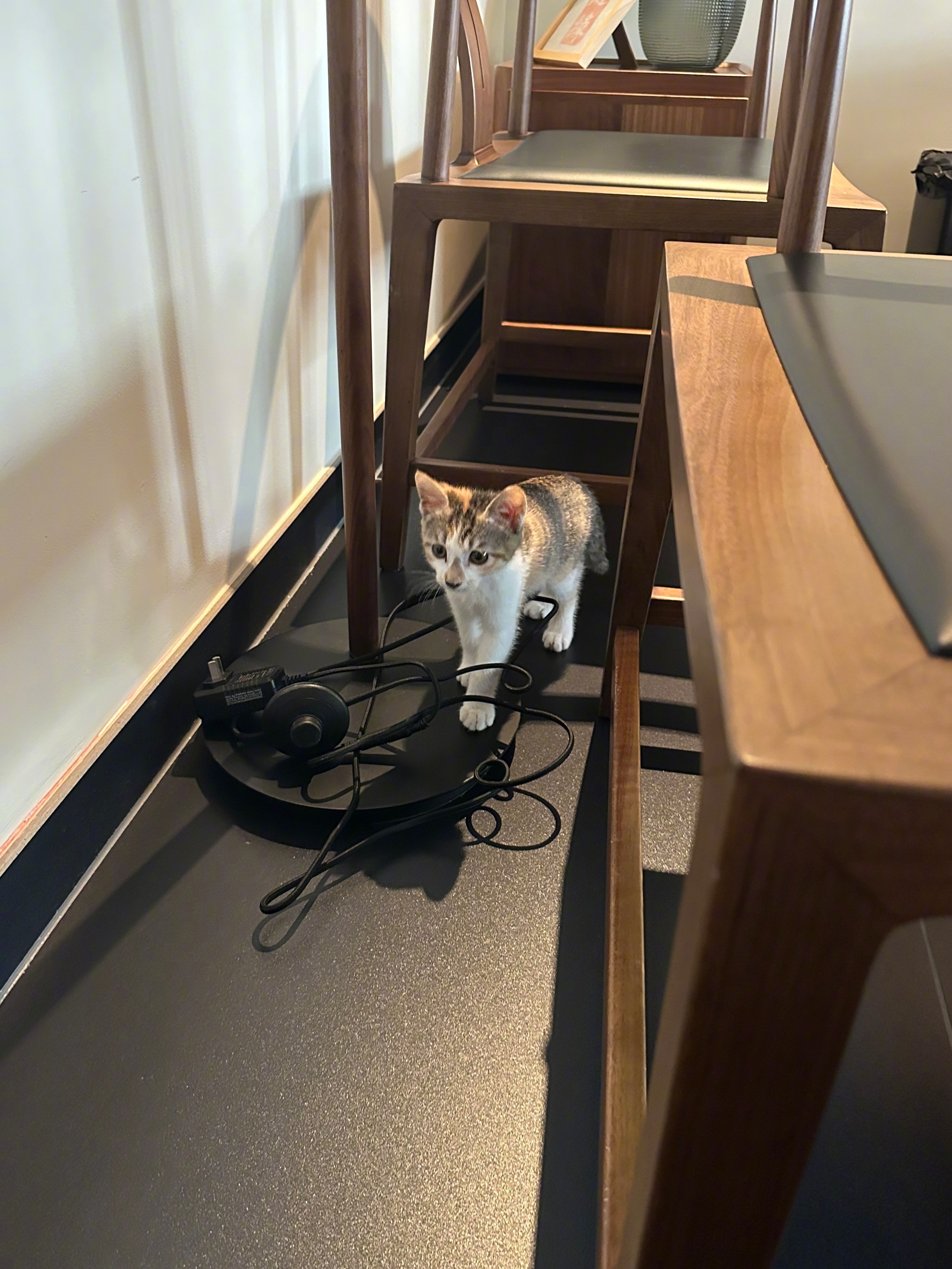 小猫咪🐱 