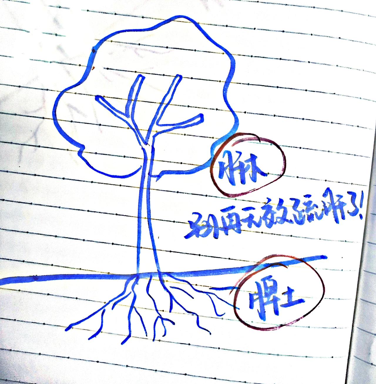 别再无效疏肝了，疏肝就像种树一样，一定牢记这两点
首先，疏肝就像给树“解绑”
肝