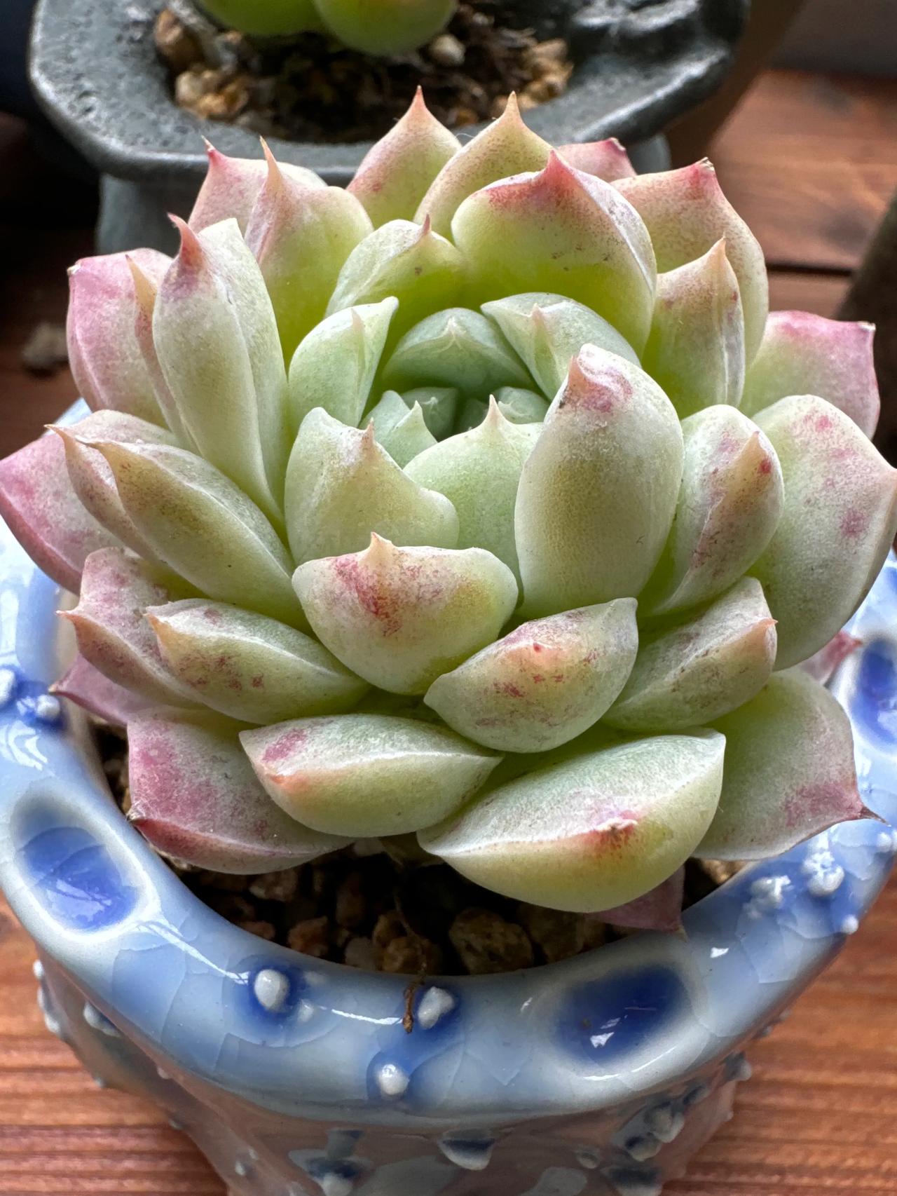 2024年10月28日，女王，芙蓉