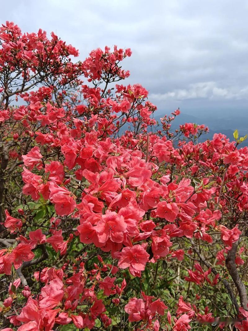 七言诗《问心无愧》
 
处世何须逐盛名，
心无愧疚自安宁。
欺人不语藏城府，
轻