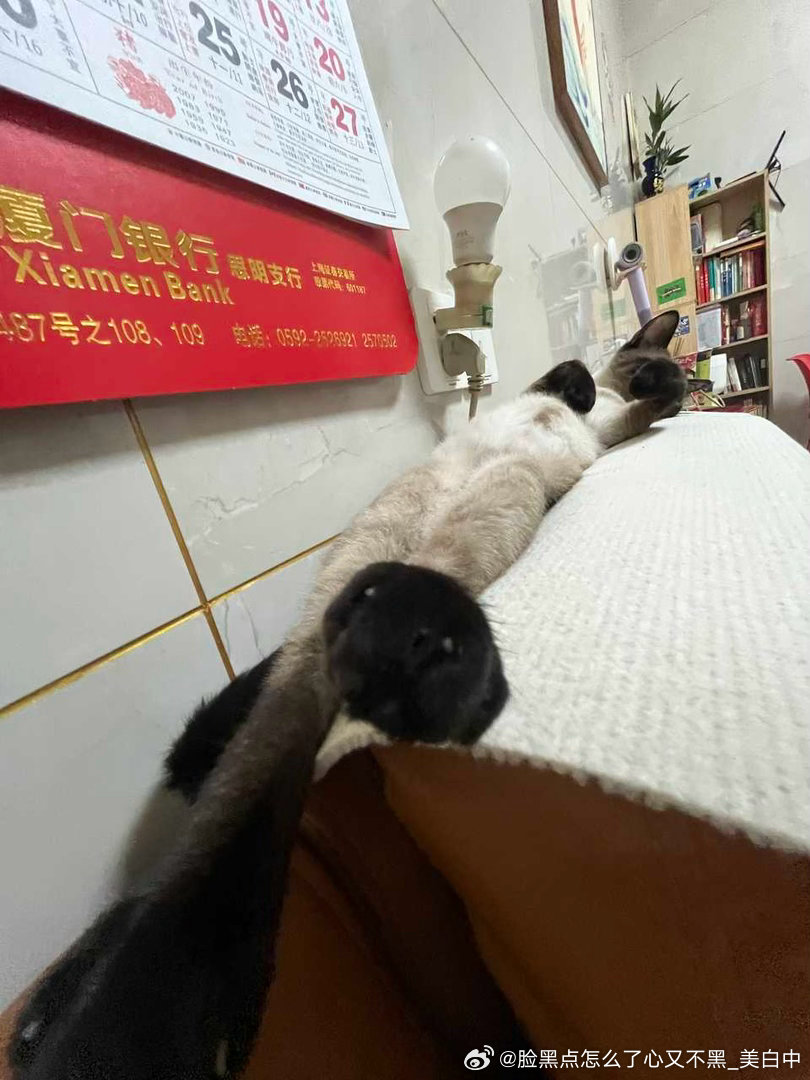 4097只黑脸一条逼罗 