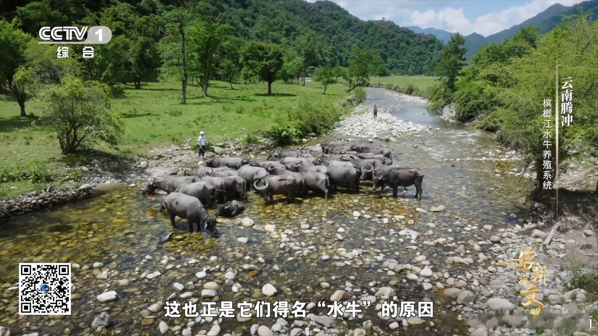 #水牛为什么叫水牛#因为水牛皮厚汗腺少，靠凉水稀泥散热。它与白鹭成伙伴，白鹭捉虫