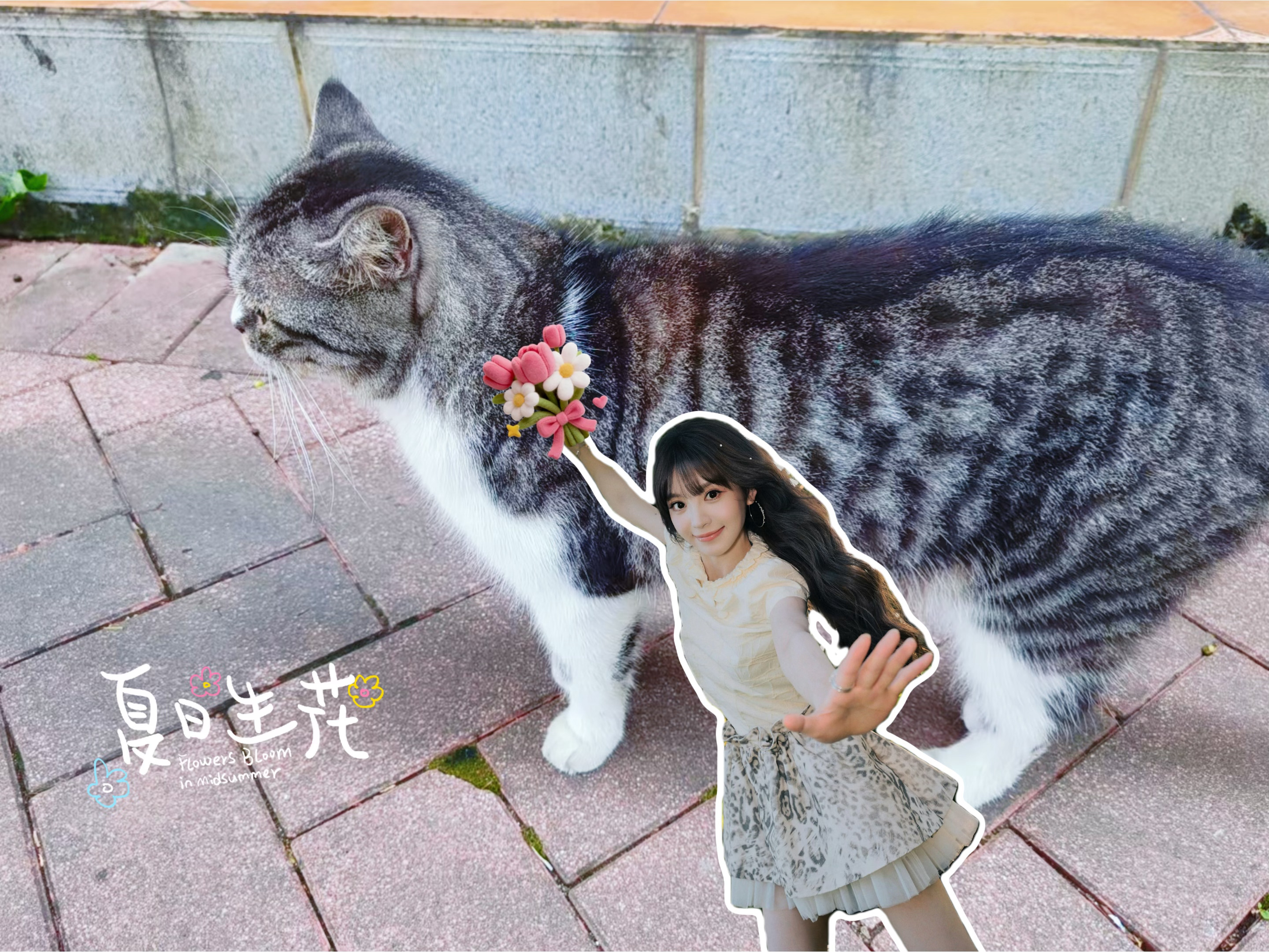 路遇一只小猫咪，怎么能不用vivoS60趣贴一下小田呢～有趣有趣田曦薇vivoS