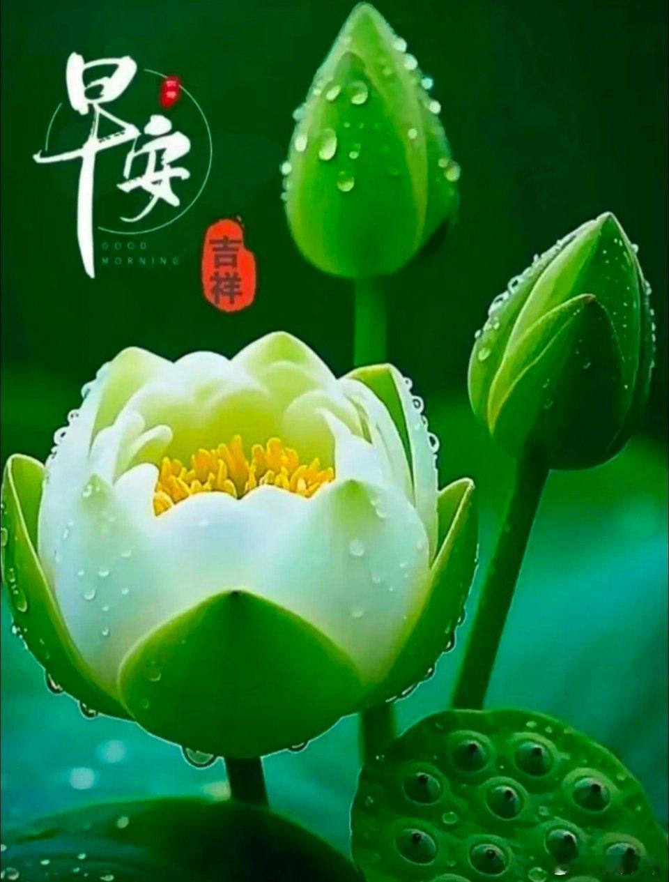 真正的富有，是内心的丰盈；真正的成功，是内心的安宁。早安，愿岁月不老，友情不散，