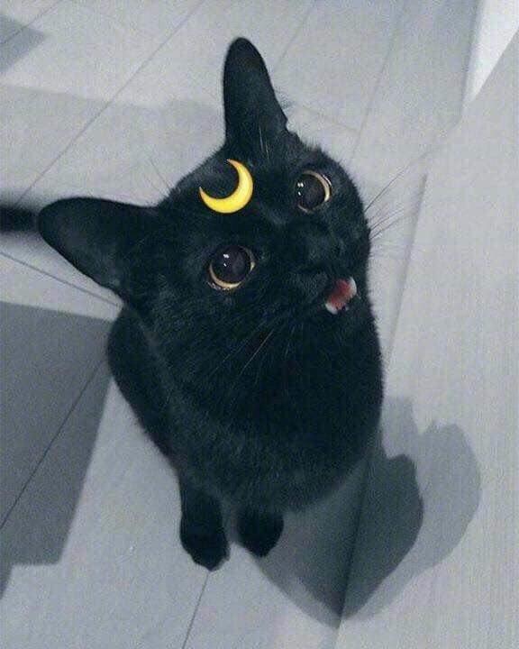 月牙猫