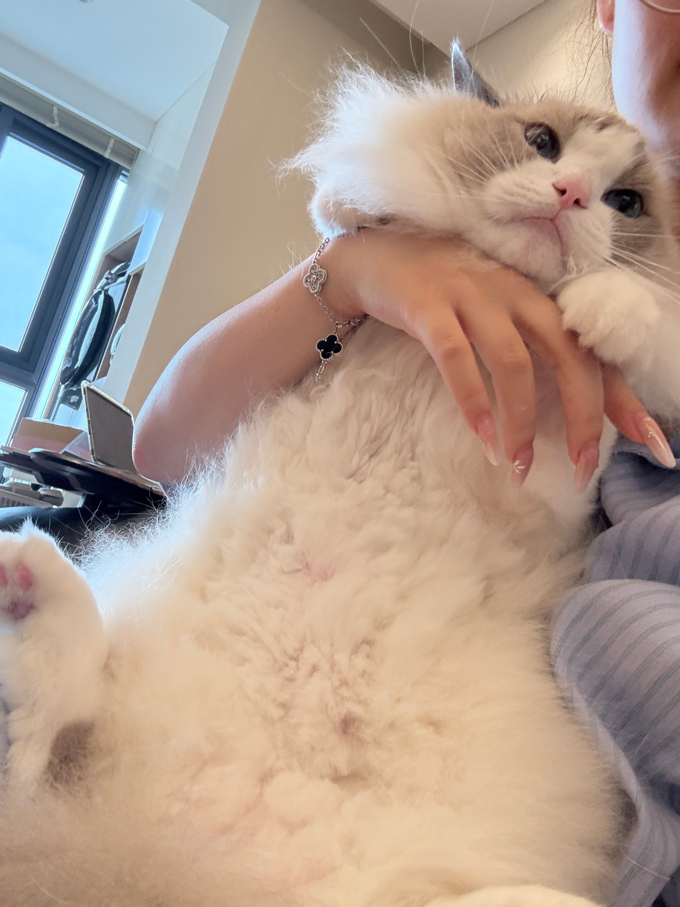 夏天到了猫毛过敏大爆发眼睛每天痒得睁不开！！把nunu肚子毛剃短了 手感极佳！！