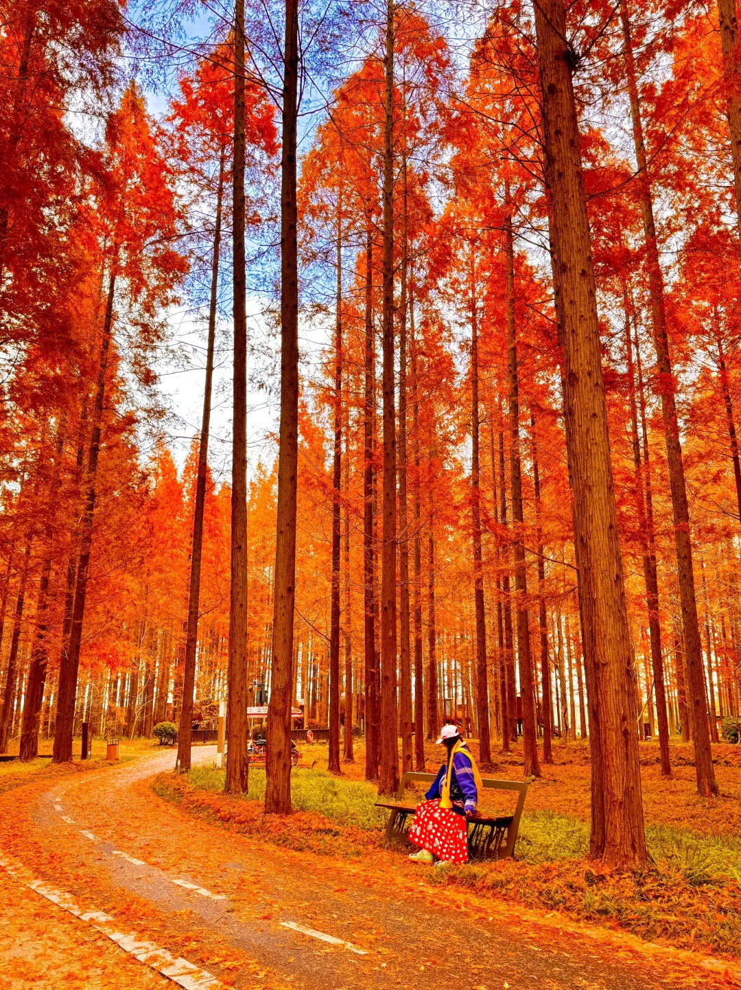 live实况🍂不是北欧！江苏水杉顶流…美哭😭