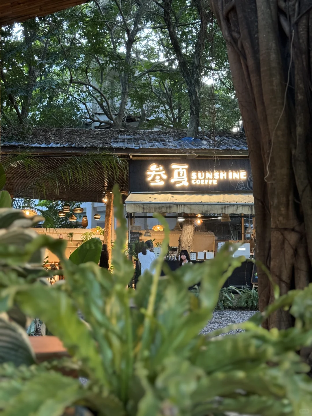 西双版纳｜阿凡达世界里的咖啡馆