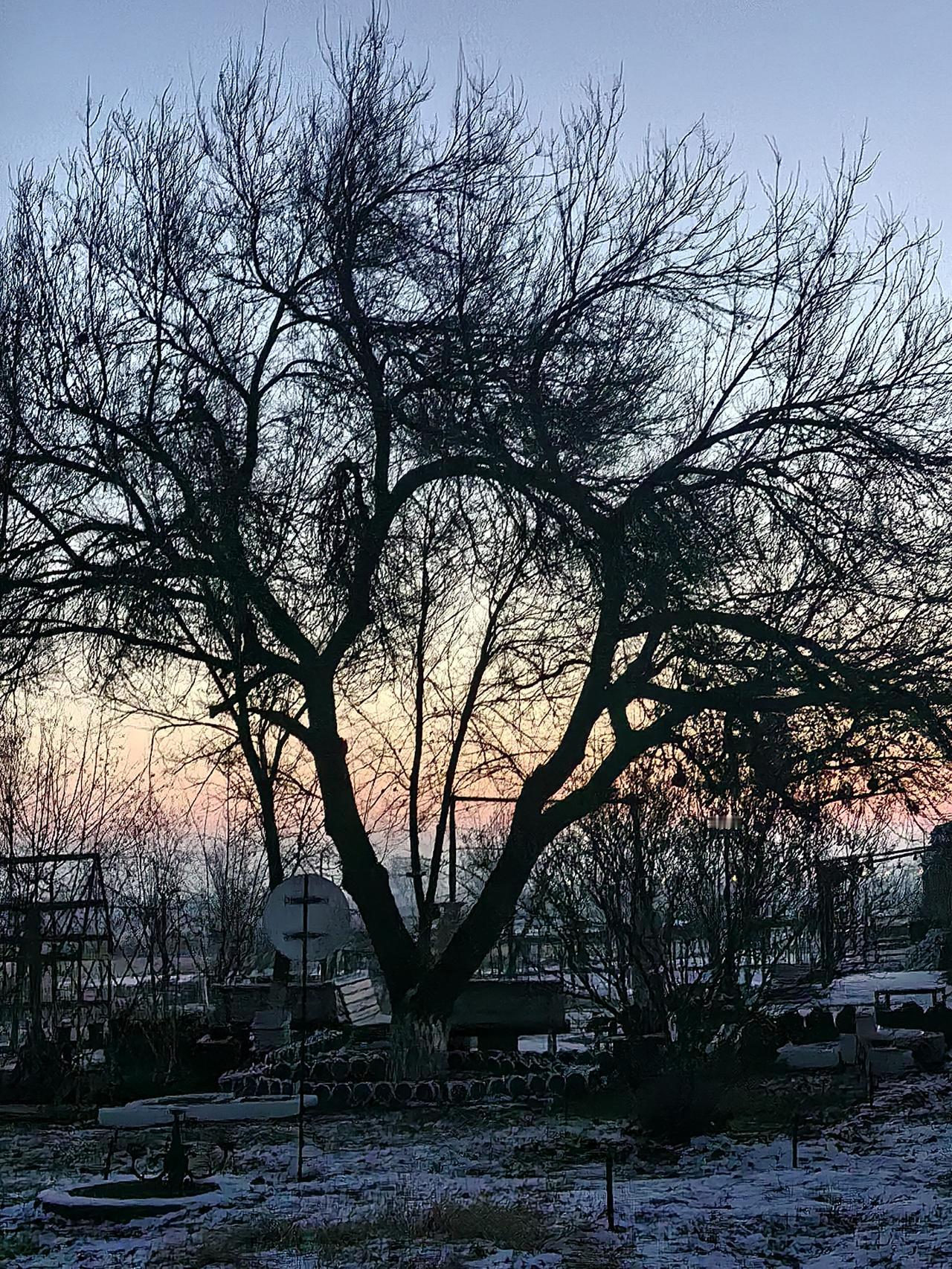 冬季清晨，一棵树伫立着，它的旁边同样是一棵树。它们在泥土里根系相互交织，在天空中