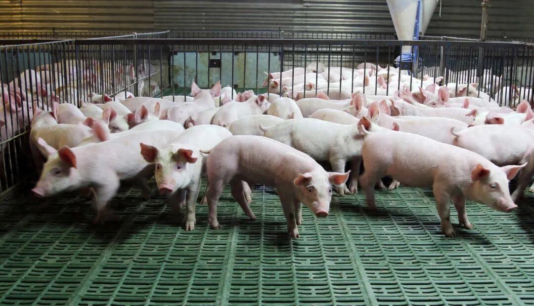 巨头刹车、散户离场背后，谁在“操控”猪周期？