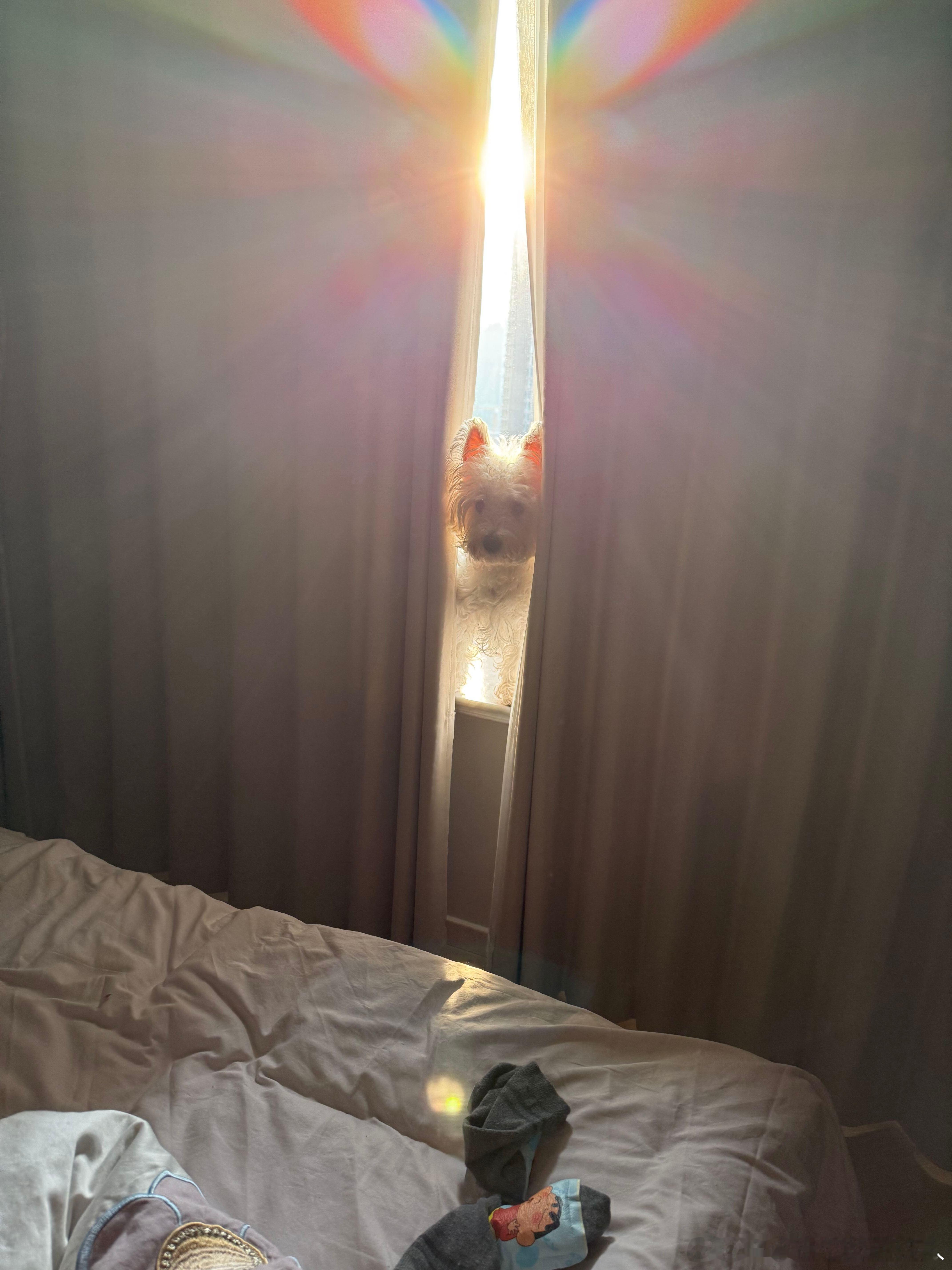 不呆被太阳照的小耳朵粉嫩嫩的小呆呆🐶 