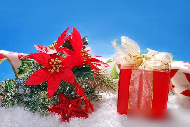 圣诞季一到，谁能拒绝那抹红到心尖的圣诞红啊！最近刷到好多朋友用它做花环、摆桌面，