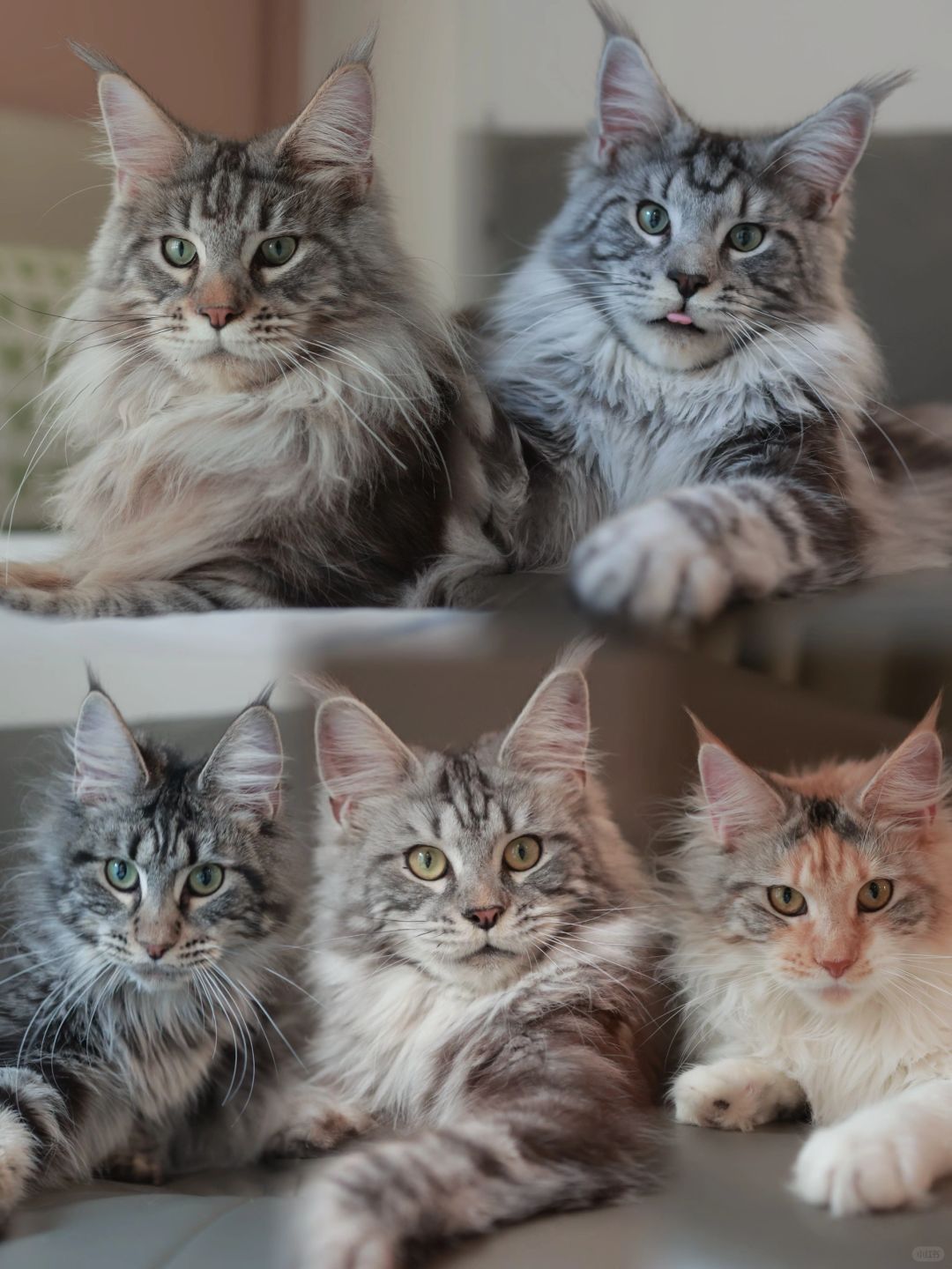 缅因｜好猫要遇知音人