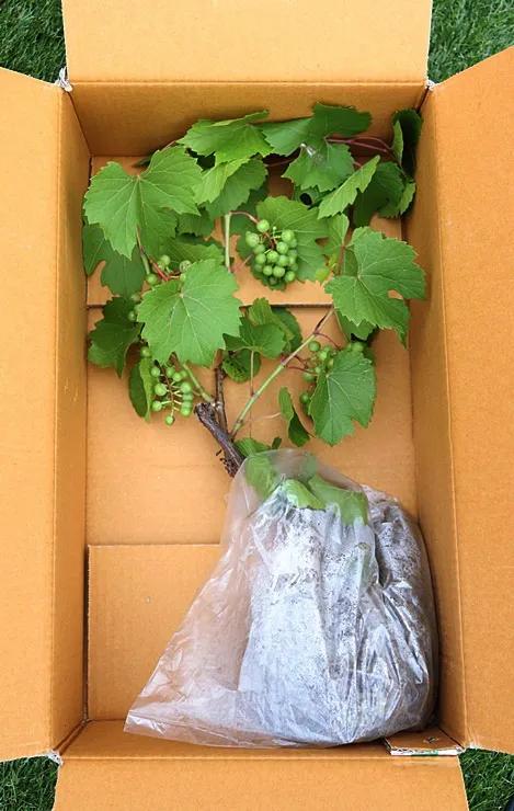 葡萄盆栽 室内盆栽培 记录阳台盆栽 
养殖葡萄的方法喜欢光照，最好是全日照环境，