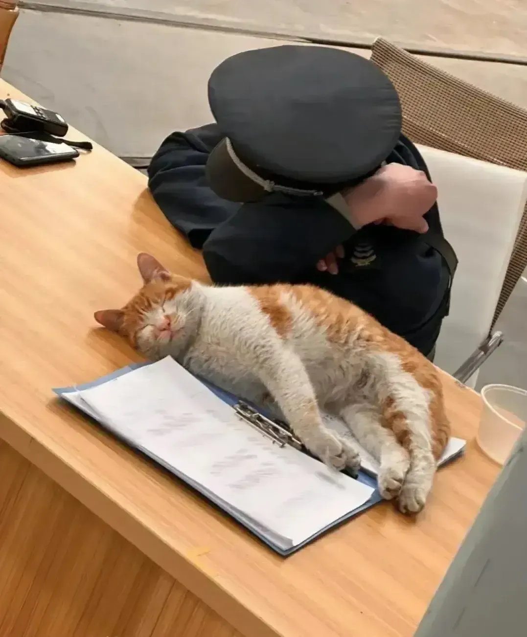 保安小哥偷偷喂养了一只流浪小猫咪，而流浪小猫咪，为报答保安小哥，它每晚都会来陪伴