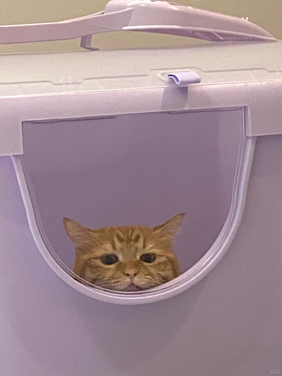 养猫人的省钱大法‼️