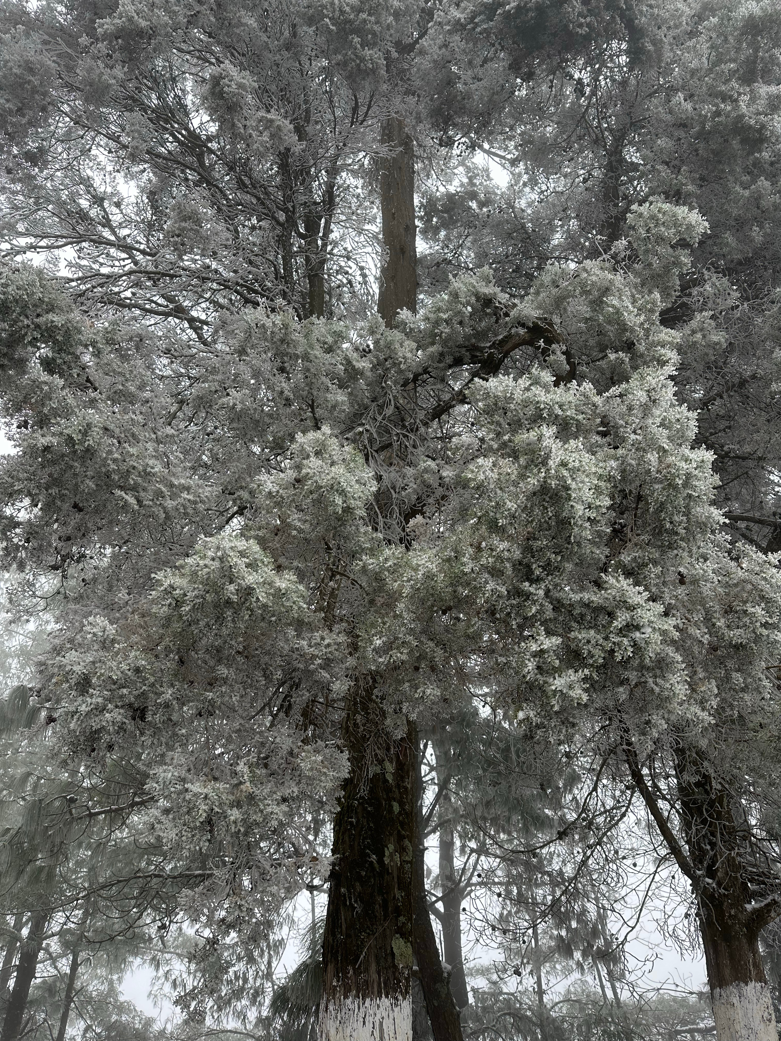 照片拍摄于1月28日那天爸爸妈妈要去朋友家我不想去想在家里躺平但是被爸爸妈妈拖着