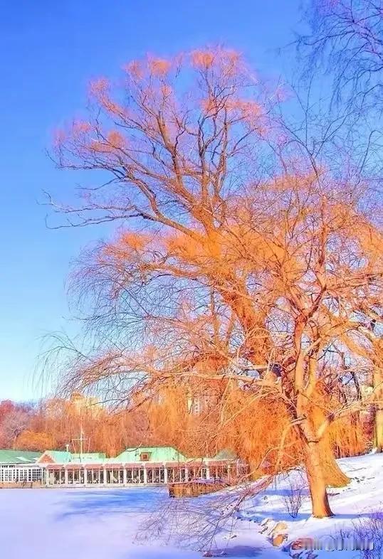 冰天雪地，银装素裹。拉美有句谚语：“朋友要老，好酒要陈。”