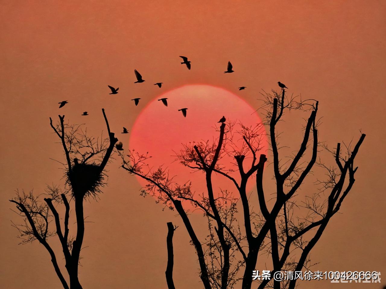 枯枝托住晚霞
倦鸟成群归来
风尘到此停下
远方再远
总有一树黄昏，等候归家