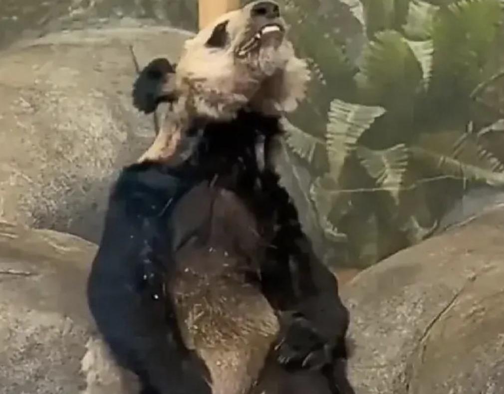 果然自家的孩子也只有自家会心疼！
大家还记得那只旅美的大熊猫丫丫吗，我想她在美国