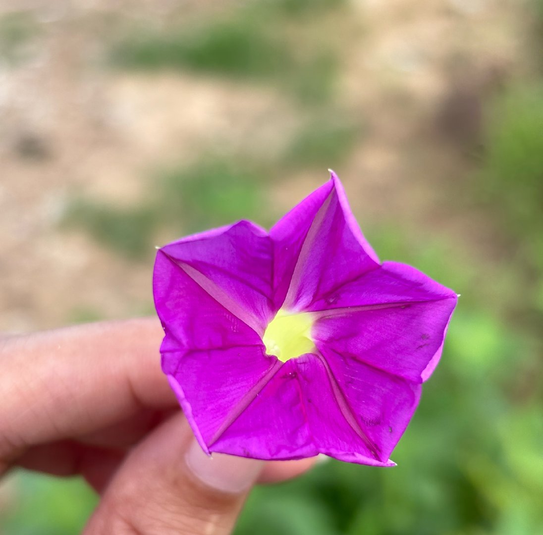 手动开个花✌🏻 