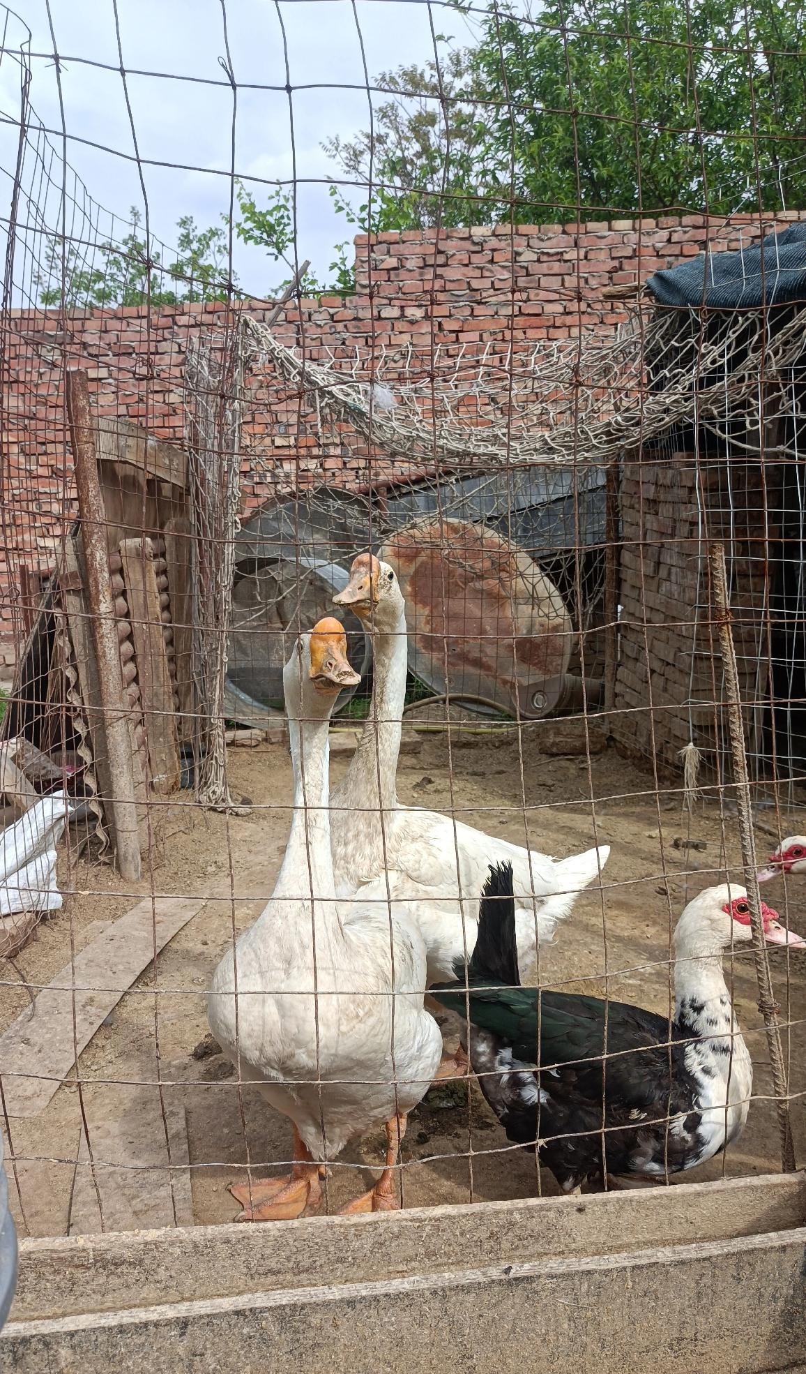 男人不爱说心里话，多半是怕了
 
男人心里的话，
像揣着的玻璃球，
怕说出来，碎