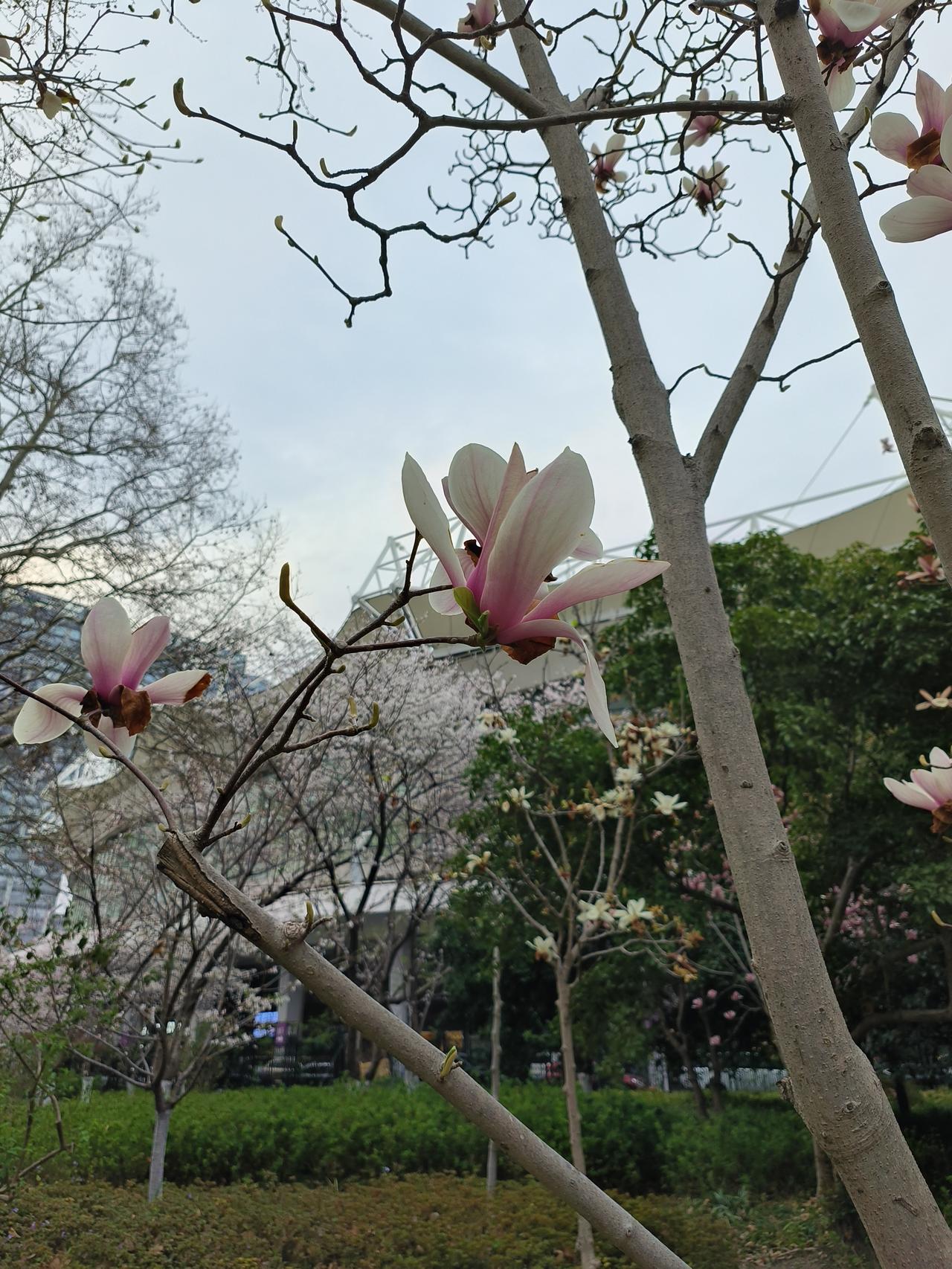 友友们看看这是哪里的花花∠※

公园绿地随手拍实景图分享！