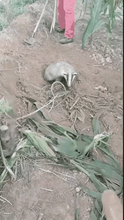 这个动物是啥物种，属国家保护动物吗，这脸长得这么长，还黑白相间
有认识的专家请科