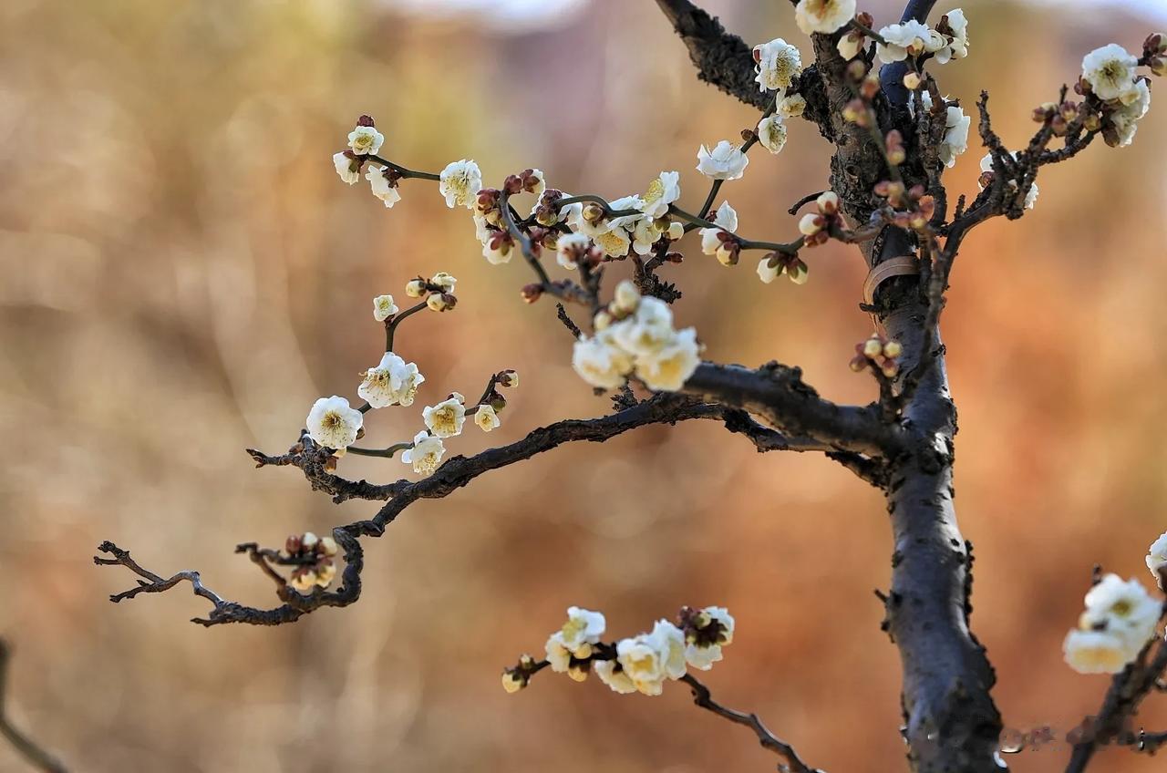 莘庄梅园拍龙游梅。
拍摄梅花时，可以通过背景与梅花在色彩、明暗等方面形成的对比，