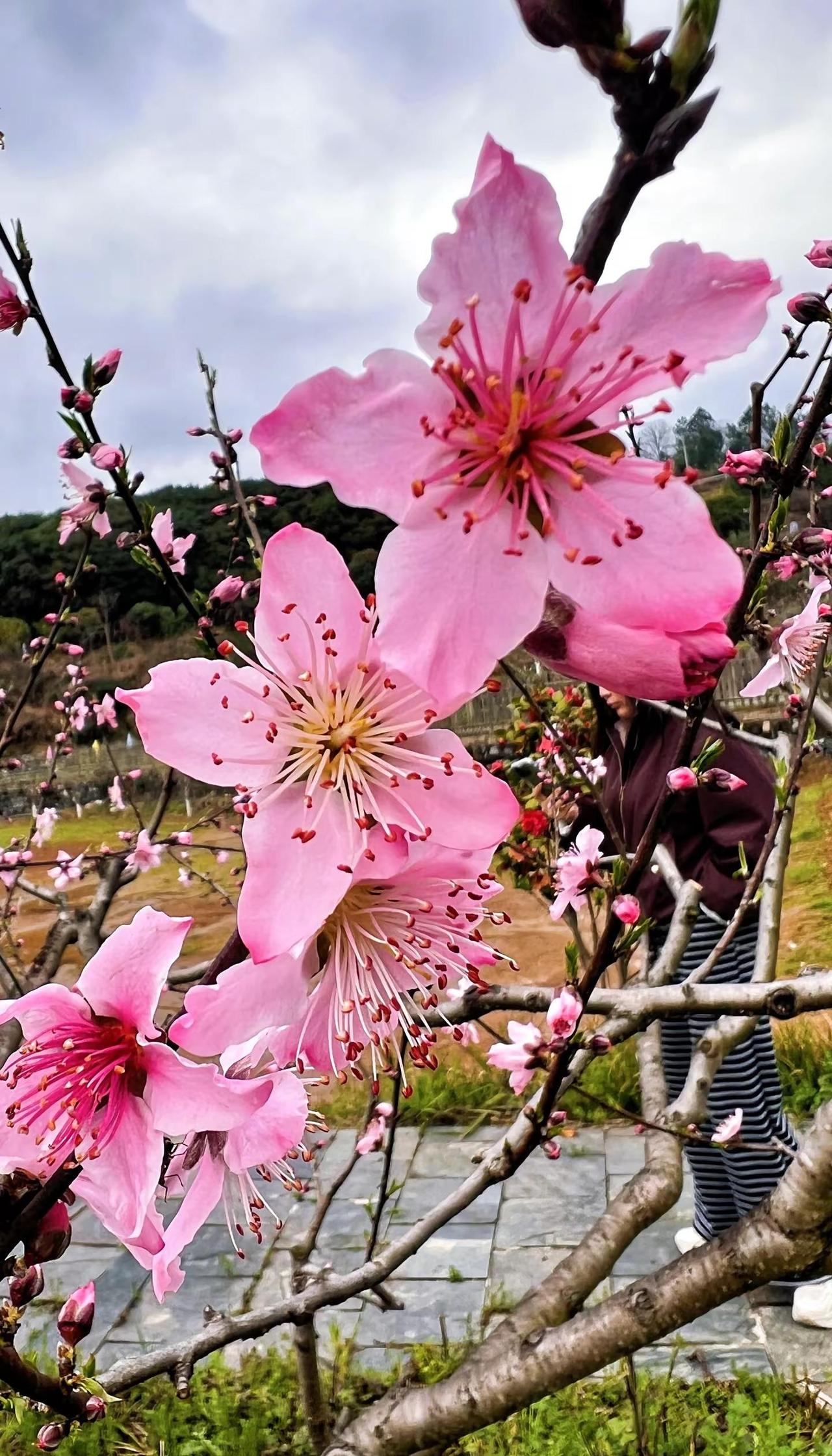 湖南再不出太阳桃花都要谢了🤣感受春的气息 天气