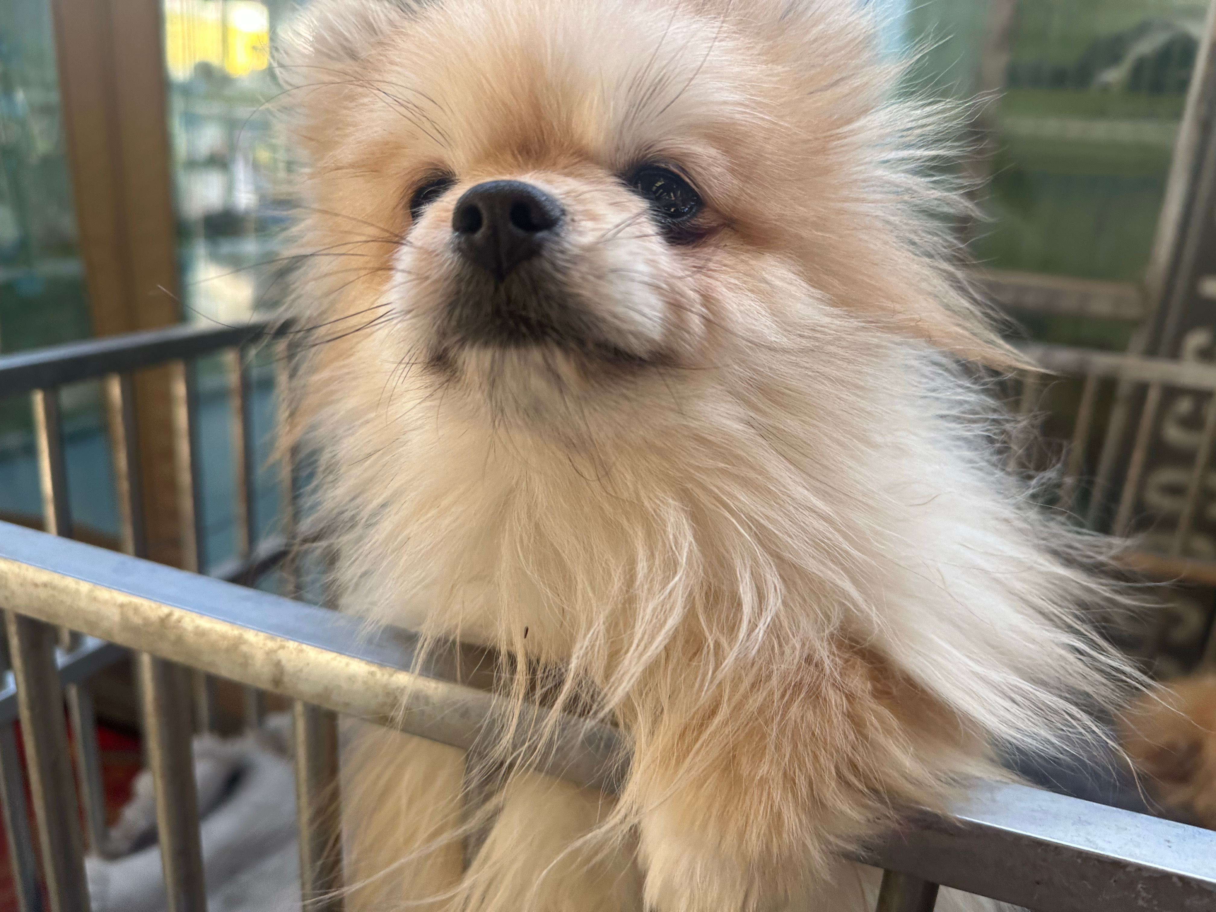 吆晞不是哟西 哟西的gc和rm鱼丸想上就上 