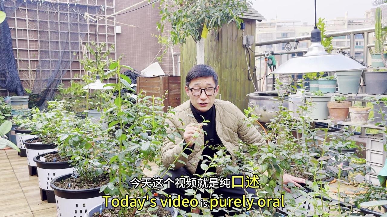 🍗蓝莓从苔藓小苗换到大盆后，首要任务是养根。用发酵好的鱼蛋白（1000倍）和海