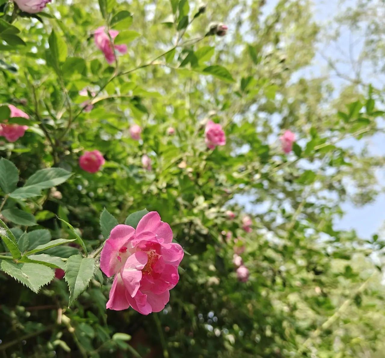 百花齐放的春天自然散文诗 

风穿过山谷，将残雪酿成溪流，
雨滴坠入泥土，把寂静