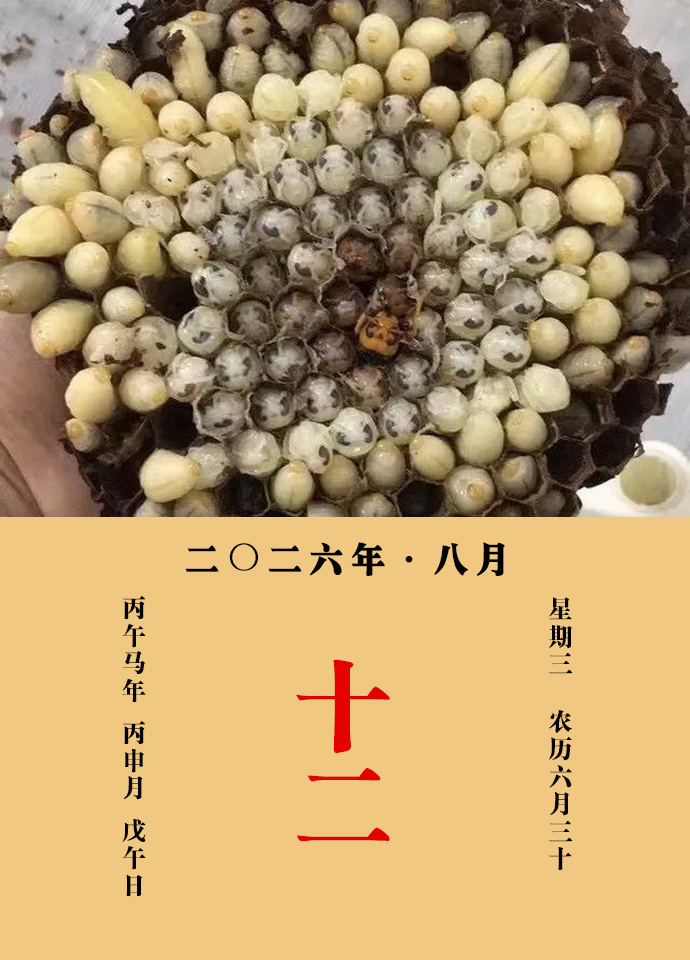 每天一味中草药 甄权说：蜂子主心腹胀满痛，面目黄，小儿腹中五虫从口吐出者。邹澍说