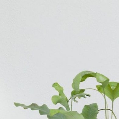 蓝星蕨（蓝星水龙骨，全新未推荐）完整种植方法1. 配土：树皮块4份+泥炭3份+珍