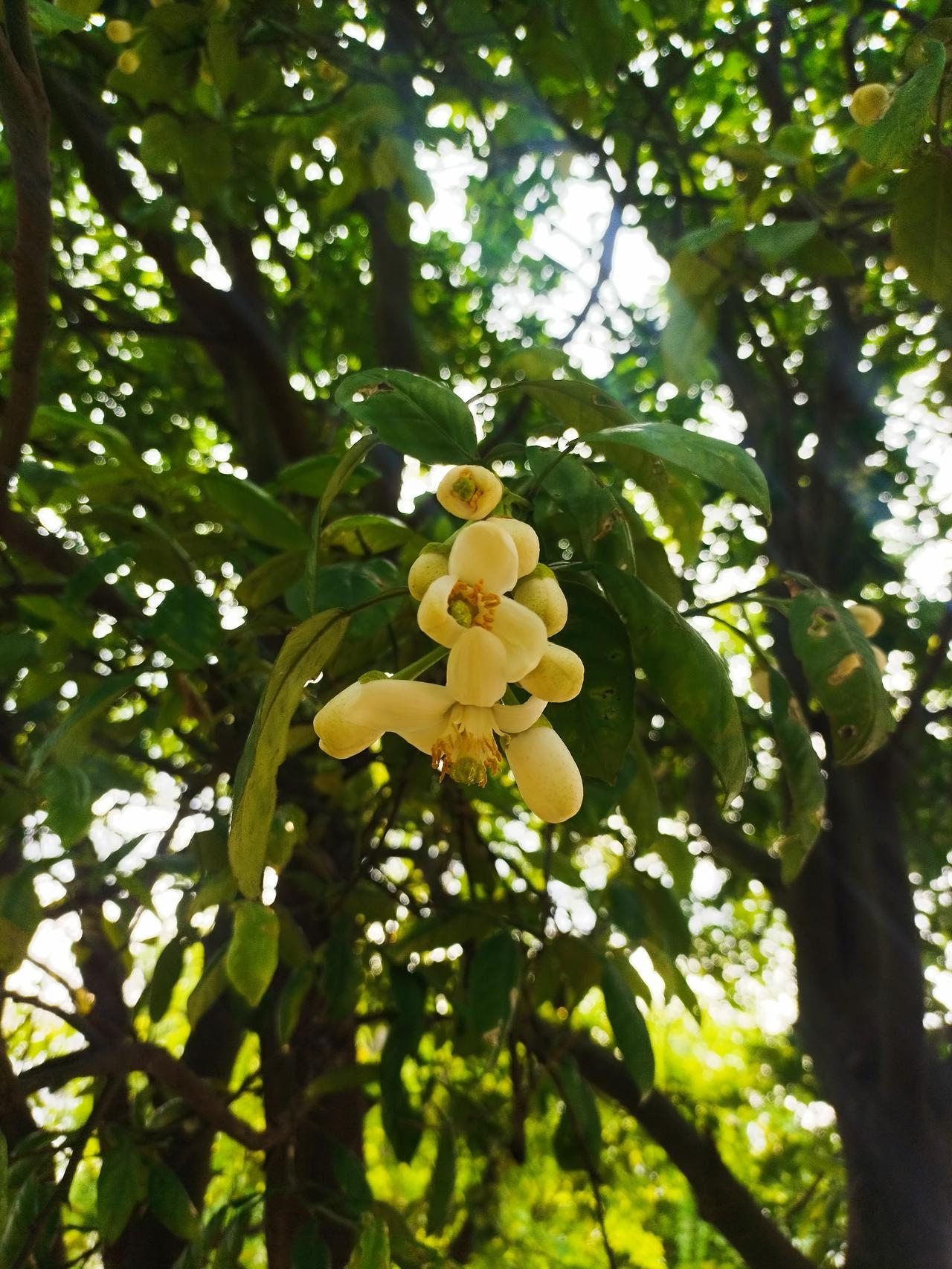 这种花你见过么？带着特别的香味，开放像个喇叭，豆包查了一下，名字叫柚子花，保佑平