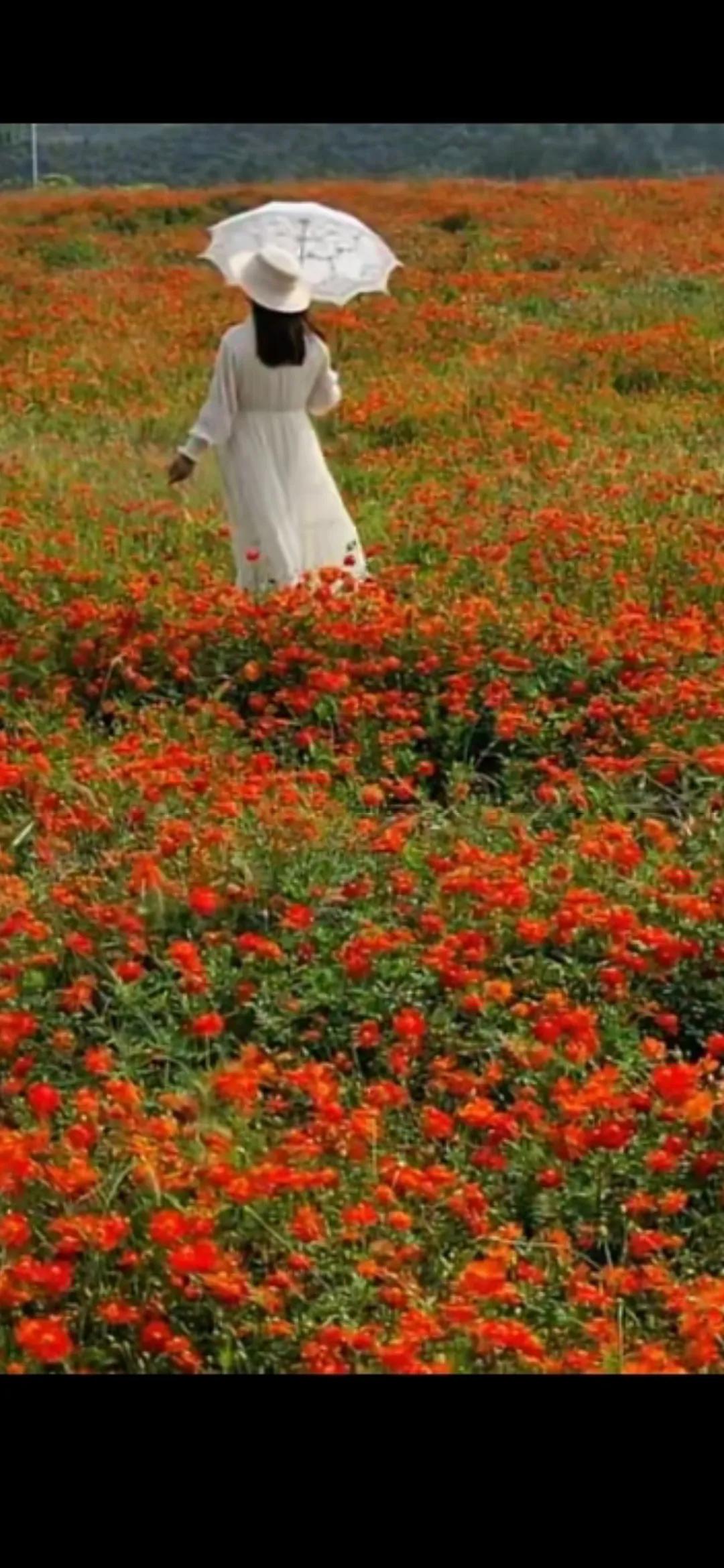 #分享你手机中的花花草草#徜徉花海