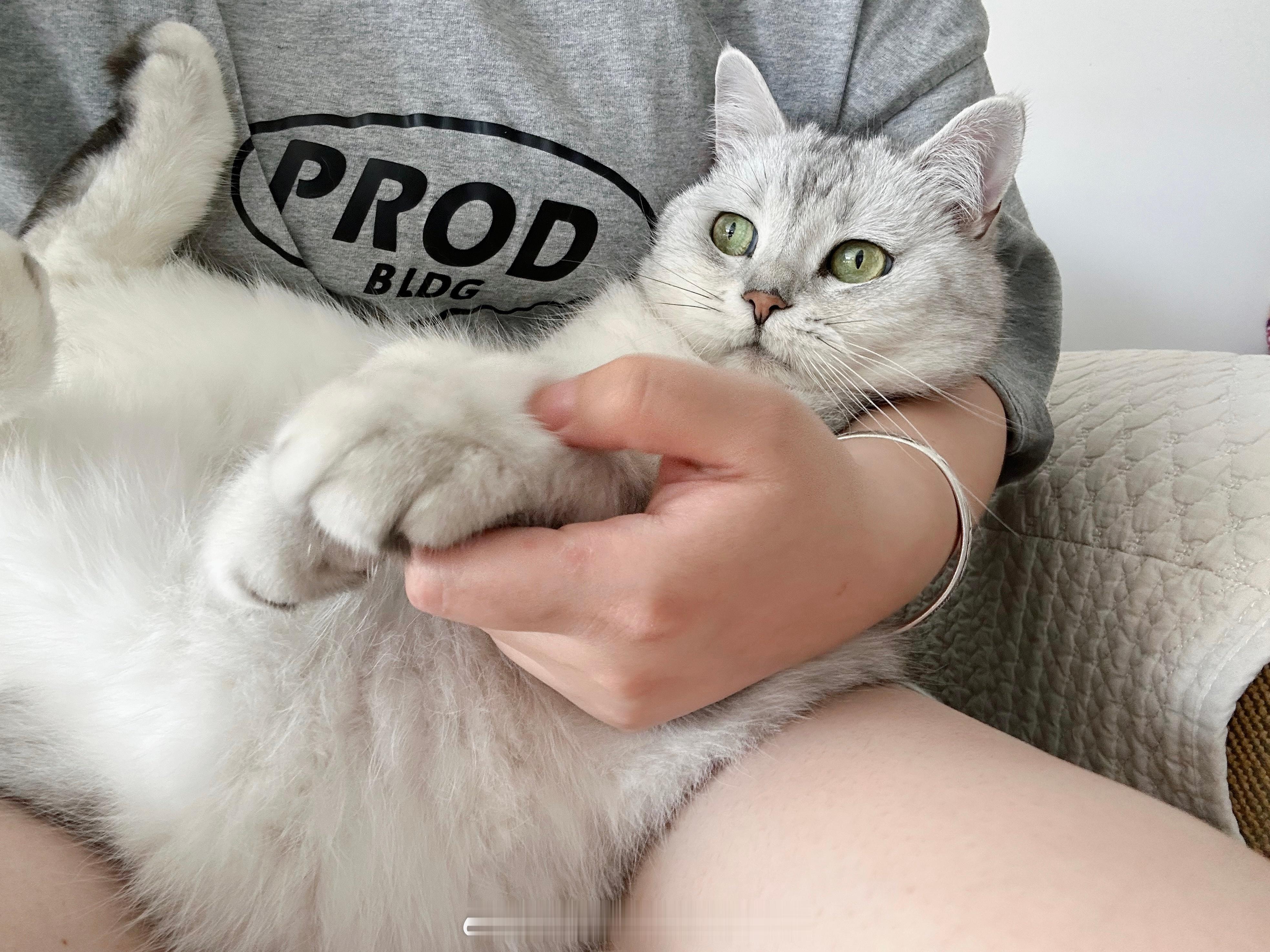 我好像穿着猫猫短裤🩳#喵趣横生# ​​​