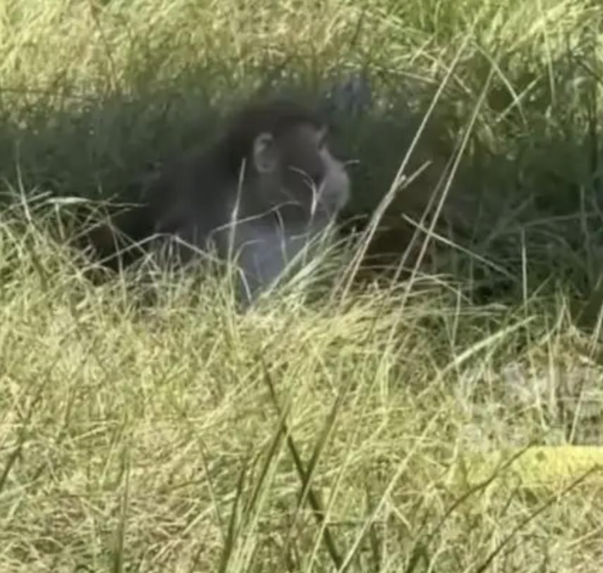 美国实验室的猴子跑了，会不会引发新一轮的全球性的传染性疾病？

这种猜测，一点都