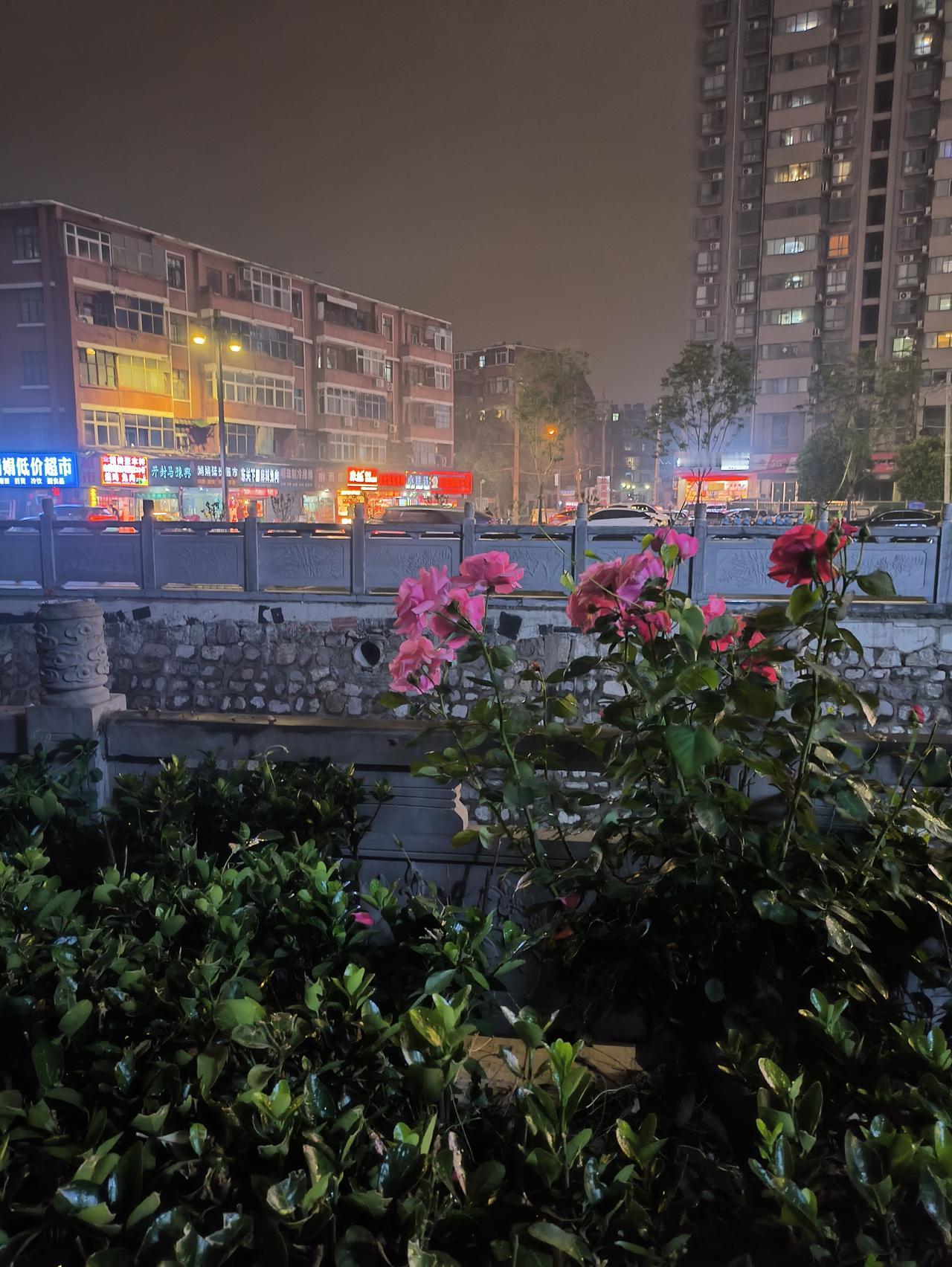正能量传播者/梦想成真芬芳

傍晚，路灯刚亮起时，月季便醒了。
金纱般的月光与暖