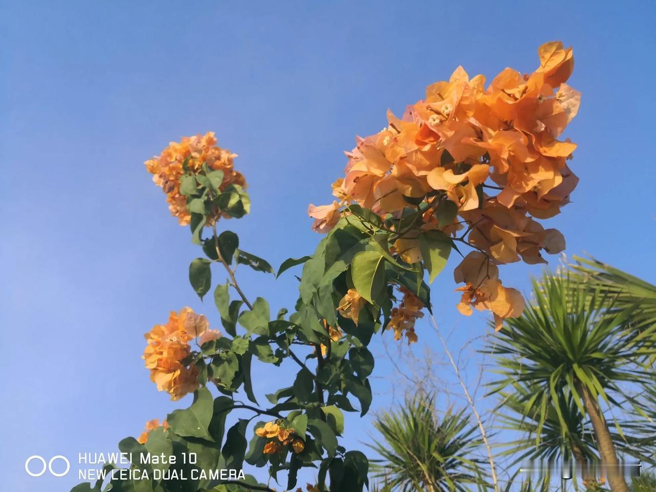 我对的下联：花红柳绿村庄靓！