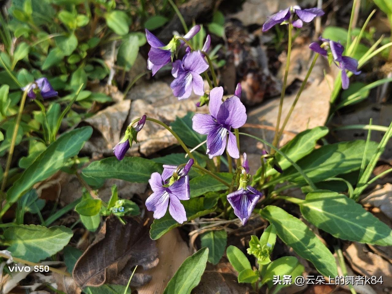 春日野花盛开，紫色的花朵在阳光下绽放，生机勃勃！