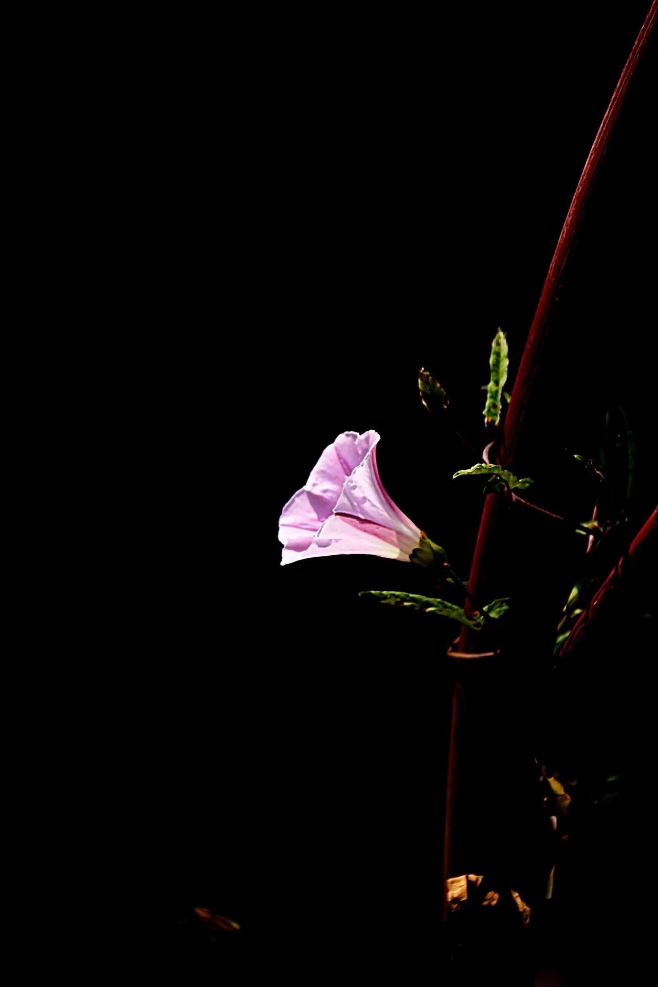 路边的小花。
