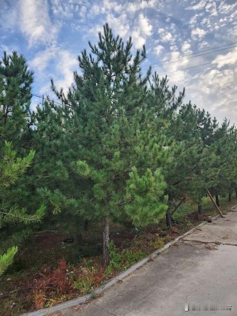 下联：片片绿叶送和风。诚邀上联条条山路栽新树[福][福][福]