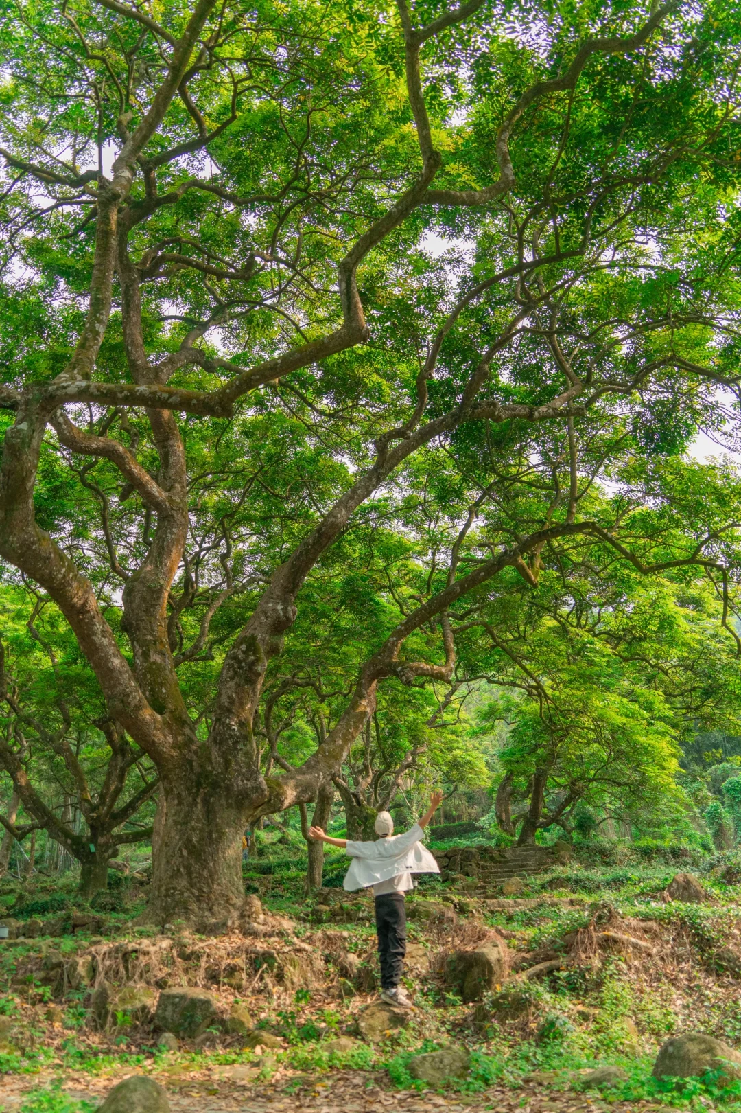 广州版塞尔达森林🌲绿野仙踪太魔幻了