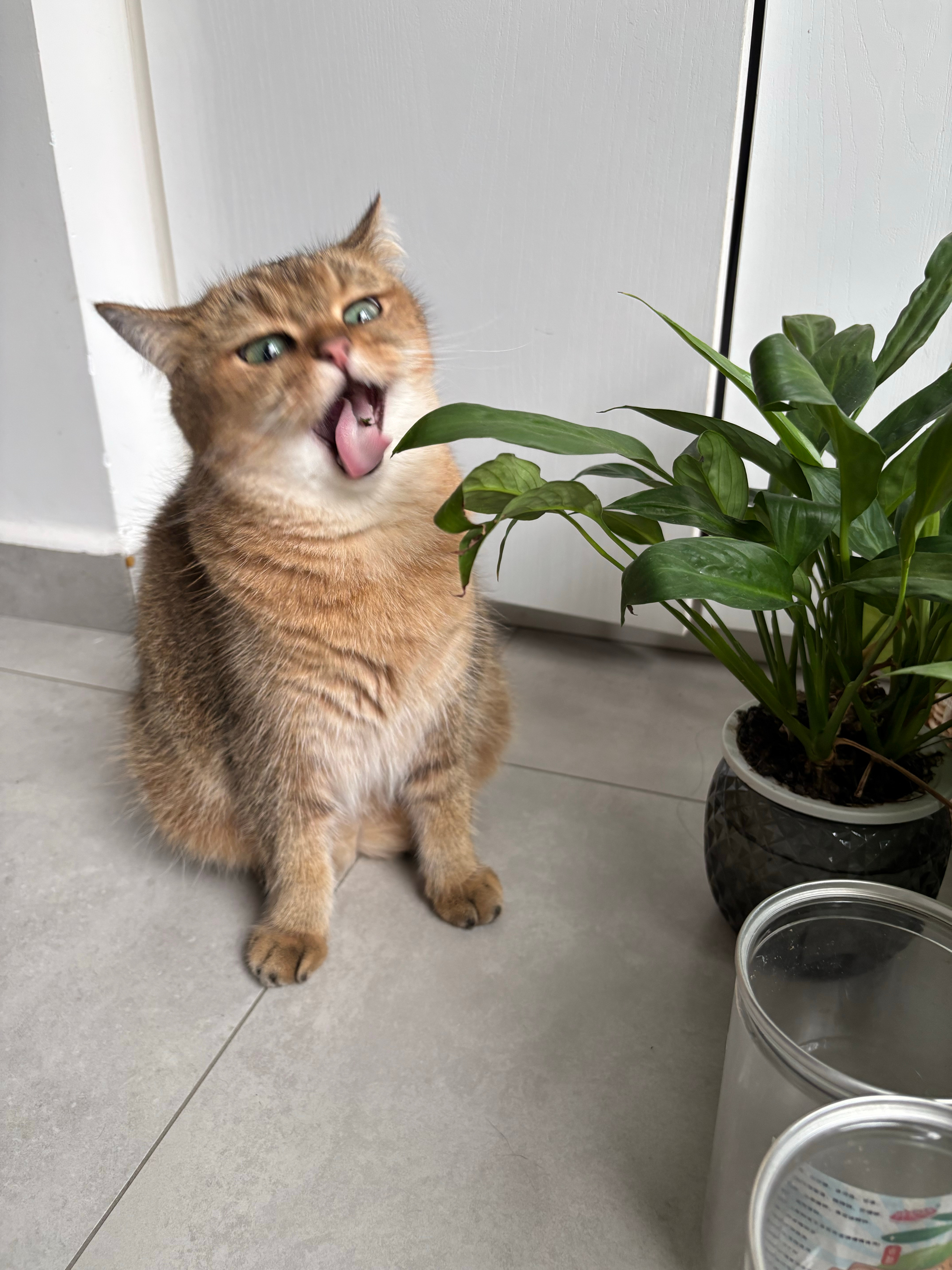 面目模糊啦猫咪