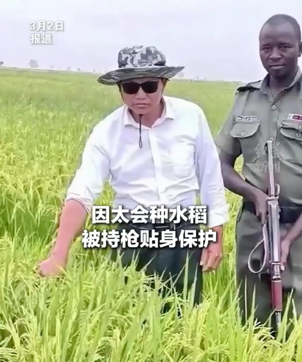 贵州大叔在非洲种水稻被持枪保护。
这不是什么爽文，这是真实存在的，中国的贵州大叔