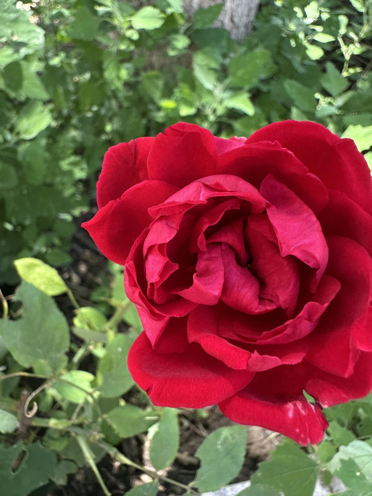 想看你们相册里的花花