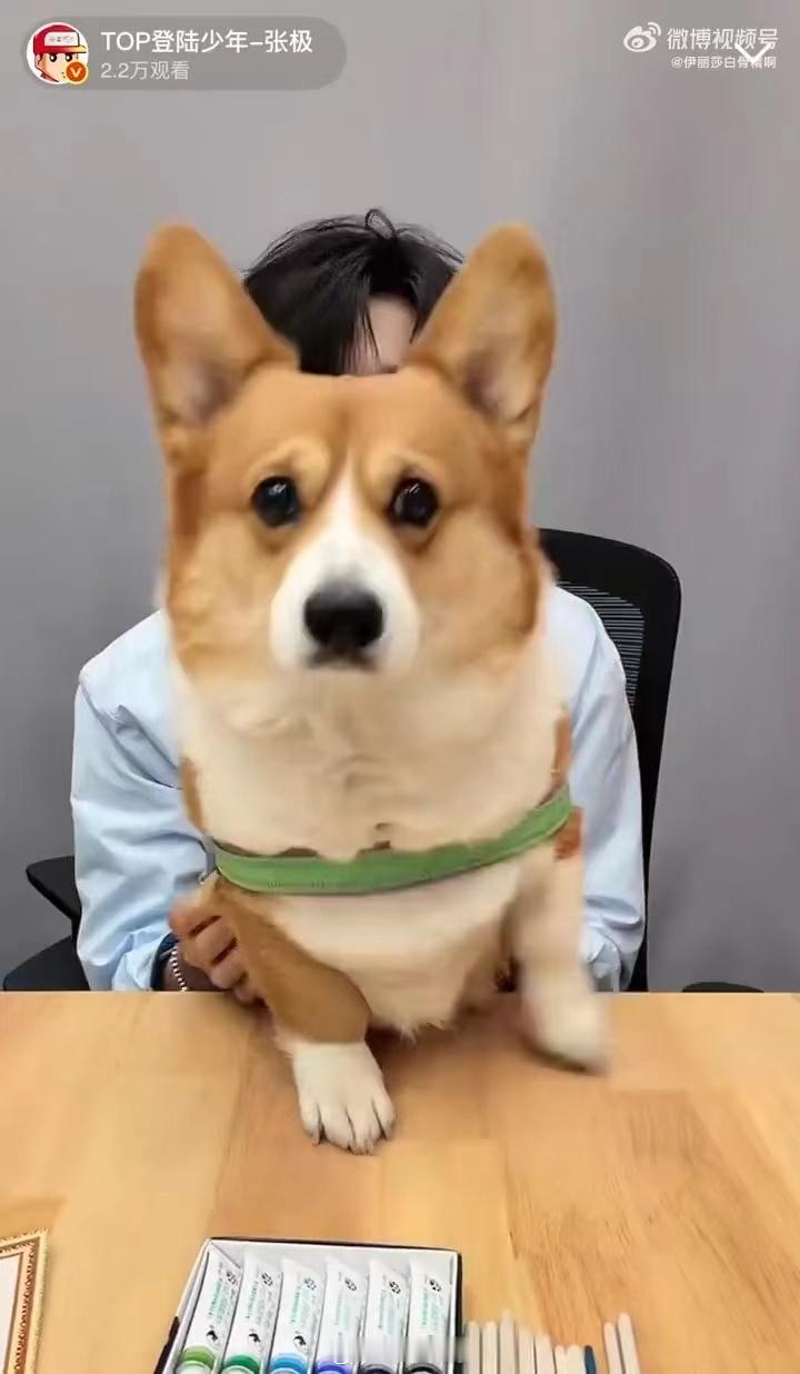 张极带狗直播张极带啵啵直播 啵啵公主今天也是全场的焦点，张极的眼神就没离开过它。