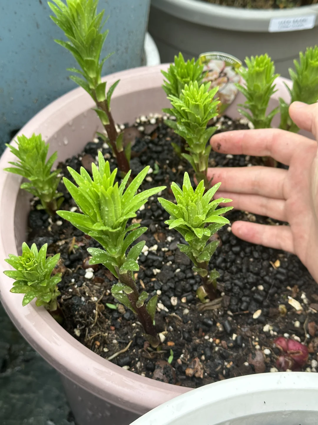 天助我三阿哥，听说这个雨要下到下周三